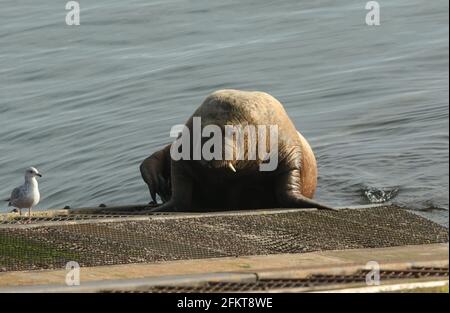 Un rare Walrus, Odobenus rosmarus, situé sur la rampe de la station de sauvetage Tenby à Tenby, Pembrokeshire, pays de Galles. Banque D'Images