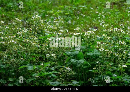 Magnifique arrière-plan d'été de fraises à fleurs. Banque D'Images