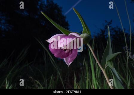 La lanterne de fée pourpre ou le globélily pourpre (Calochortus amoenus) est une fleur rare endémique aux contreforts de la sierra en Californie. Banque D'Images