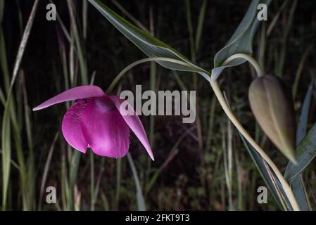 La lanterne de fée pourpre ou le globélily pourpre (Calochortus amoenus) est une fleur rare endémique aux contreforts de la sierra en Californie. Banque D'Images