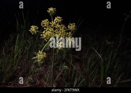 Plante à fleurs, Foothill Desert-Parsley (Lomatium utriculatum), une fleur sauvage originaire de l'ouest des États-Unis. De la forêt nationale de la Sierra en Californie. Banque D'Images