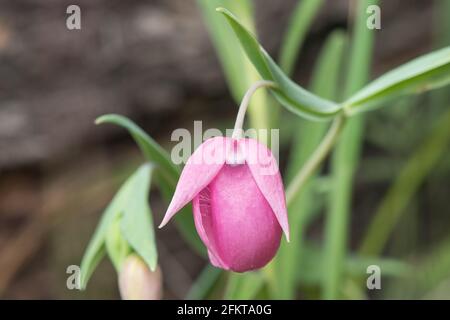 La lanterne de fée pourpre ou le globélily pourpre (Calochortus amoenus) est une fleur rare endémique aux contreforts de la sierra en Californie. Banque D'Images