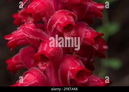 Une macro de gros plan des plantes de neige parasitaires (sarcodes sanguinea) des fleurs qui poussent dans une formation de racéme. Banque D'Images