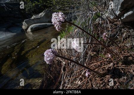 Darmera peltata (rhubarbe indienne) en pleine croissance dans la forêt nationale de la Sierra en Californie. Banque D'Images