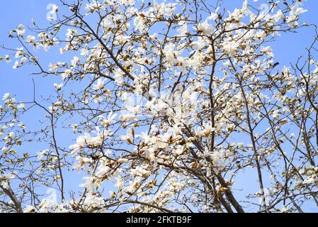 Magnolia kobus (mokryeon) en pleine floraison dans l'extrême-Orient de la Russie ressort Banque D'Images