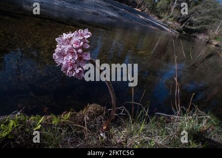 Darmera peltata (rhubarbe indienne) en pleine croissance dans la forêt nationale de la Sierra en Californie. Banque D'Images