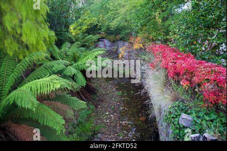 Ruisseau à Walhalla Banque D'Images