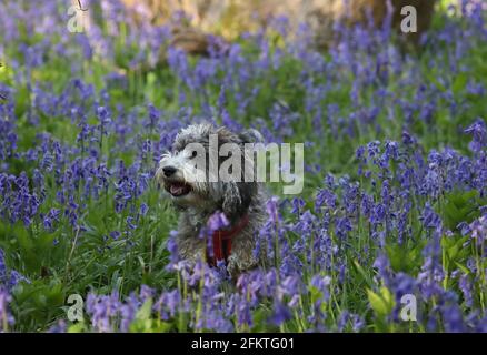 Peterborough, Royaume-Uni. 1er mai 2021. Cookie le cocapoo bénéficie du soleil matinal du jour de mai lors d'une promenade au milieu des cloches à Peterborough, Cambridgeshire. Crédit : Paul Marriott/Alay Live News Banque D'Images