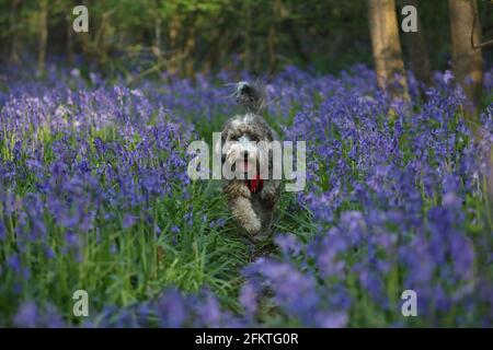 Peterborough, Royaume-Uni. 1er mai 2021. Cookie le cocapoo bénéficie du soleil matinal du jour de mai lors d'une promenade au milieu des cloches à Peterborough, Cambridgeshire. Crédit : Paul Marriott/Alay Live News Banque D'Images