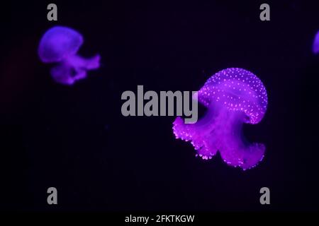 Méduses brillantes flottant dans un réservoir à l'Aquarium national de Malte. Banque D'Images