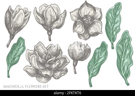 Ensemble vectoriel de fleurs de magnolia pastel dessinées à la main Illustration de Vecteur