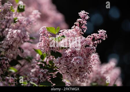 Lyon (France), 27 avril 2021. Lilas en fleur dans le parc de la tête d'Or. Banque D'Images