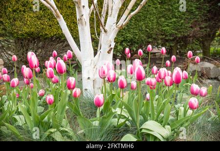 Tulipes roses, Betula Jacquemontii et Festuca glauca 'Elijah Blue' Banque D'Images