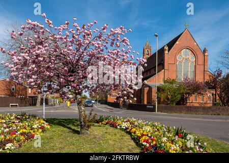 Eglise St Marks à Farnborough, Hampshire, Royaume-Uni, au printemps avec cerisiers en fleurs et lits de fleurs colorés. Banque D'Images