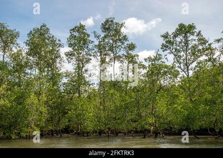Croisière le long de la rive aérienne de Sibu Laut-Telaga, Matang, Sarawak, Malaisie