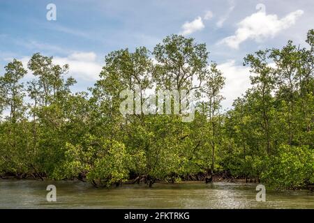 Croisière le long de la rive aérienne de Sibu Laut-Telaga, Matang, Sarawak, Malaisie