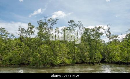 Croisière le long de la rive aérienne de Sibu Laut-Telaga, Matang, Sarawak, Malaisie