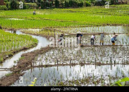 Champ de riz à Tebedu, Serian, Sarawak, Malaisie orientale