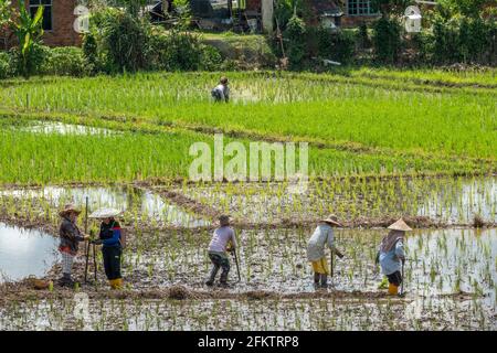 Champ de riz à Tebedu, Serian, Sarawak, Malaisie orientale