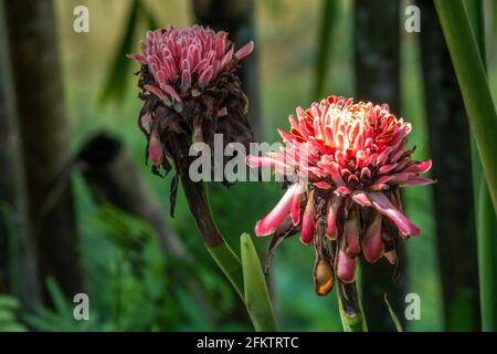 Fleur de gingembre rouge (Etlingera elatior), Abba Paradise, Taiton, Bau, Sarawak, Malaisie orientale