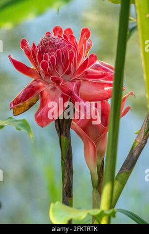 Fleur de gingembre rouge (Etlingera elatior), Abba Paradise, Taiton, Bau, Sarawak, Malaisie orientale