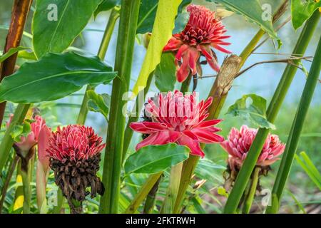Fleur de gingembre rouge (Etlingera elatior), Abba Paradise, Taiton, Bau, Sarawak, Malaisie orientale