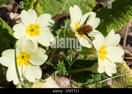 La mouche d'abeille à bordure foncée (Bombylius Major), également appelée grande mouche d'abeille, se nourrissant sur le nectar d'une primrose (Primula vulgaris) au printemps, au Royaume-Uni Banque D'Images