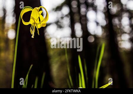 Avalanche jaune fleur de nénuphars sur le plancher de la forêt Banque D'Images