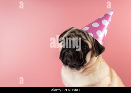 Chien drôle Pug portant un chapeau joyeux anniversaire sur fond rose. Banque D'Images