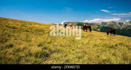 Chevaux sauvages se nourrissant sur la prairie de montagne, au-dessous de la colline d'Oslea Valcan montagnes avec des sommets de Godeanu et Retezatul Mic montagnes En arrière-plan dans le bon de réparation Banque D'Images