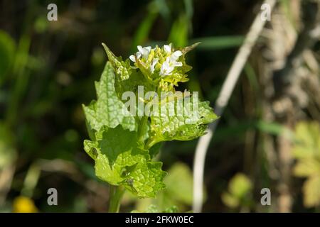 Alliaria petiolata ou Jack-by-the-biennale hedge fleur de printemps qui sent l'ail et peut être utilisé comme nourriture sauvage