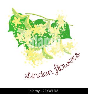 Branche d'un tilleul fleuri aux inflorescences, feuilles et fleurs. Une inscription avec le nom de la plante dans le style Doodle. Vecteur illus Illustration de Vecteur