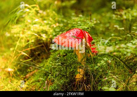 Les champignons agariques de mouche poussent dans une forêt profonde. Arrière-plan naturel. Gros plan Banque D'Images
