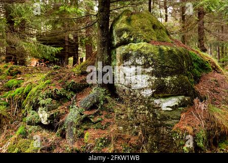 Arbres dans une forêt profonde dans une montagne. Montagne de table, fond de nature Banque D'Images