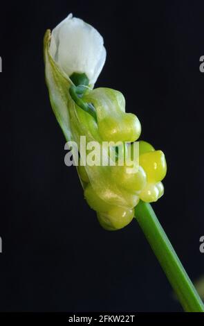 La fleur caractéristique de l'ail à quelques fleurs, originaire de la région du Caucase. Les bulbilles sont de petites ampoules qui proviennent de l'inflorescence Banque D'Images