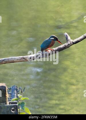 Un kingfisher femelle (Alcedo atthis) perché sur une branche d'arbre à la recherche de poissons dans la réserve naturelle de Fairburn ings RSPB dans le West Yorkshire. Banque D'Images