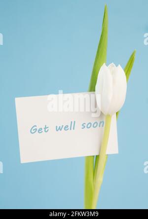 Composition de la carte de message Get Well Soon et tulipe blanche sur fond bleu pâle Banque D'Images