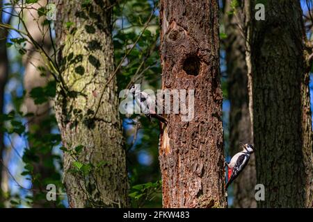 Pic à gros pois (Dendrocopos Major) femelle (L) et mâle (R) perchée par un trou de nid à Alder Carr. Le mâle apporte de la nourriture. Banque D'Images