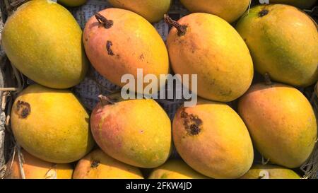 Mangues Alphonso ou fruits Haapus aamba garnies de mangues pour utilisation polyvalente Banque D'Images