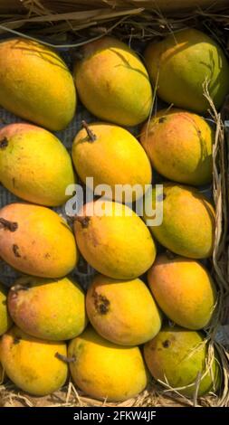 Mangues Alphonso ou fruits Haapus aamba garnies de mangues pour utilisation polyvalente Banque D'Images