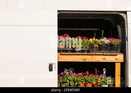 Plante florale - pélargonium et pétunia - transportée dans une fourgonnette vers le marché d'un agriculteur par un agriculteur Banque D'Images