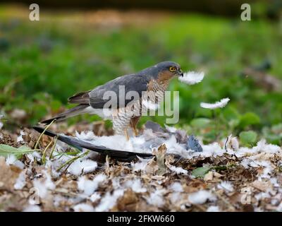 Sperrowhawk eurasien, Accipiter nisus, homme unique sur le pigeon à bois mort, Norfolk, avril 2021 Banque D'Images