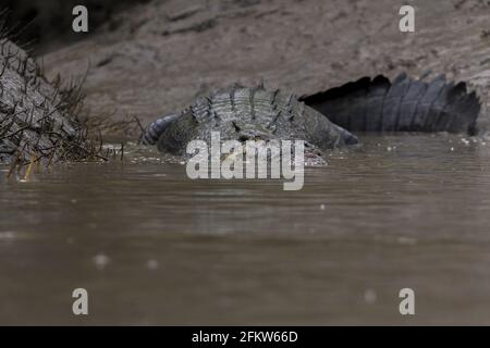 Crocodile d'eau salée à l'intérieur d'un canal très peu profond de Sundarban Parc national situé dans l'État du Bengale occidental de l'Inde pendant période de marée basse Banque D'Images