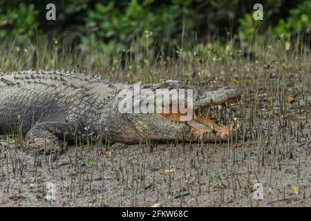 Gros plan d'un vieux crocodile d'eau salée adulte qui se basait à bouche ouverte sur le méplat du parc national de Sundarban, Bengale-Occidental, Inde Banque D'Images