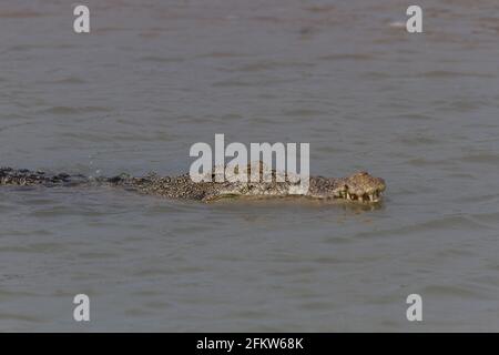 Crocodile d'eau salée nageant dans les eaux saumâtres de Sundarban Parc national situé dans l'État du Bengale occidental de l'Inde Banque D'Images