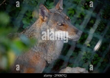 Les yeux d'un jeune loup à l'intérieur d'un observatoire Banque D'Images