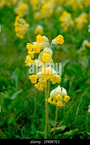 cowslips sauvages au champ, nord de norfolk, angleterre Banque D'Images