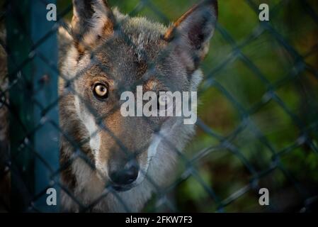 Les yeux d'un jeune loup à l'intérieur d'un observatoire Banque D'Images