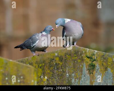 Pigeon de bois, Columba Palumbus, deux oiseaux sur pierre tombale, mars 2021 Banque D'Images