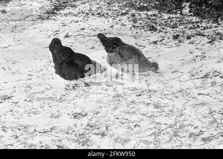 Poulets dans la neige, Medstead, Hampshire, Angleterre, Royaume-Uni. Banque D'Images